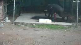 Sinh nghề tử nghiệp: Quản tượng vô tình bị voi khổng lồ ngồi đè chết trong lúc tắm