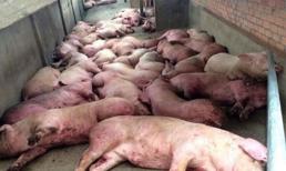 Dịch tả lợn châu Phi có gây nguy hiểm ở người không?