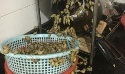 Được tặng món đặc sản nhưng quên không ăn, sáng ra cô gái trẻ rùng mình với cảnh tượng kinh hoàng trên bàn bếp