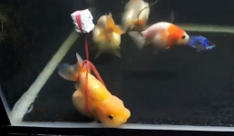 Chú cá cảnh 'vừa chột vừa què' được chủ có tâm chế cho chiếc xe lăn nhờ IQ vô cực