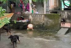 Vụ bé trai 7 tuổi bị đàn chó cắn tử vong: Chủ nuôi có thể bị phạt tù đến 5 năm