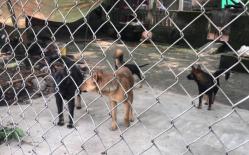 Vụ đàn chó cắn bé trai 7 tuổi tử vong: Không nhận diện được con chó nào tấn công nạn nhân