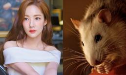 Điểm danh 3 con giáp có tài kinh doanh, càng làm càng phát đạt, tắm mình trong biển tiền