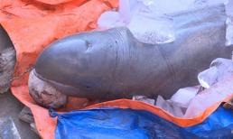 Cá lạ 'khủng' bắt được trên sông Cổ Chiên thuộc loại quý hiếm sắp tuyệt chủng 