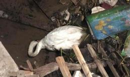 Thiên nga trắng dưới sông Tam Bạc, Hải Phòng vùng vẫy rồi gục giữa bãi rác khiến nhiều người xót xa