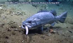 Clip: Hổ báo như cá mập vẫn bị cá khác nuốt chửng