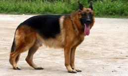 Chó becgie cắn tử vong bé gái 22 tháng tuổi tại Nghệ An