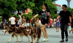 Liên tiếp xảy ra chó cắn chết người: Báo động tình trạng chó thả rông mà không rọ mõm