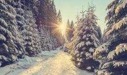 12 con giáp sinh vào mùa nào thì số phận tốt lành, giàu sang phú quý?