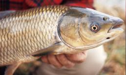 Những thực phẩm chứa độc tố tự nhiên bạn cần thận trọng khi ăn