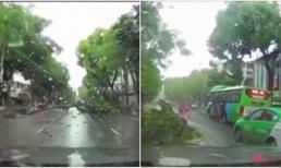 Không sợ hư xe tiền tỷ, tài xế bán tải ủn cây đổ ngang đường khiến người xem khâm phục