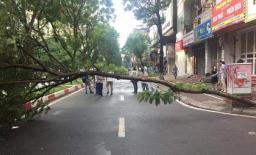 Đi đường, người đàn ông bị cây đổ trúng người tử vong ở Hà Nội