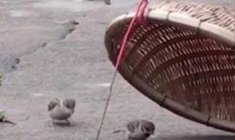 Chim sẻ đực liều mình lao vào cạm bẫy lấy đồ ăn cho bạn tình