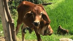 Bắt được bò lạc đem bán, 2 dì cháu dính vào lao lý