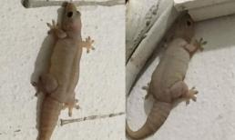 Cười ròng với thạch sùng béo mầm