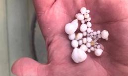 Đi ăn hàu, người đàn ông 'đổi đời' khi cắn phải cả nhóm hạt 48 viên ngọc trai