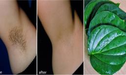 Lông vùng chân và nách nhẵn nhụi, da trắng mướt căng mịn chỉ với nắm lá trầu không