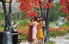 Thất vọng với hàng phong lá đỏ trên phố Trần Duy Hưng, chị em bỏ 70k đến  phim trường check in đồ nhựa 