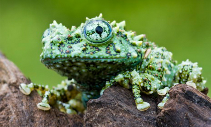 Cận cảnh loài ếch "quái" nhất thế giới... chỉ có ở VN