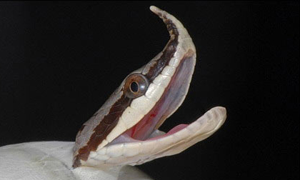 Cận cảnh loài rắn có sừng kỳ bí của Việt Nam