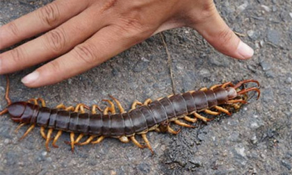 Rết dài bằng gang tay ở Quảng Nam