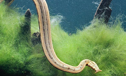 Phát hiện rắn mọc râu kì dị nhất thế giới tại Việt Nam