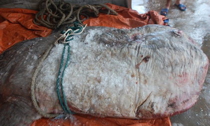 Cá mặt trăng khổng lồ mắc lưới ngư dân Nghệ An