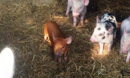 Đổ xô đi xem chú heo con có màu vàng ở Thanh Hóa