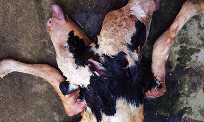 Bê vừa sinh có 2 đầu 6 chân