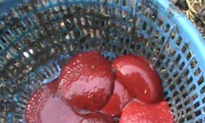 Dòi lúc nhúc ở khu giết mổ gia cầm trái phép