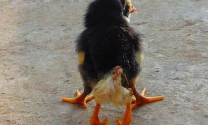 Chú gà mới nở có 4 chân tại Nghệ An 