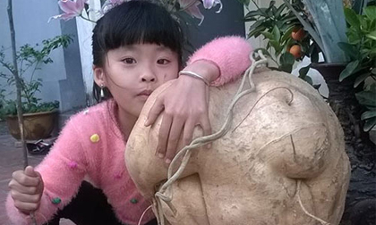 Choáng với củ đậu nặng 21kg ở Hà Nội