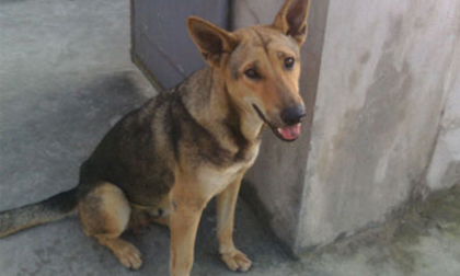 Chú chó chuyên trộm thịt lợn, mang về cho chủ nghèo ở Thanh Hóa