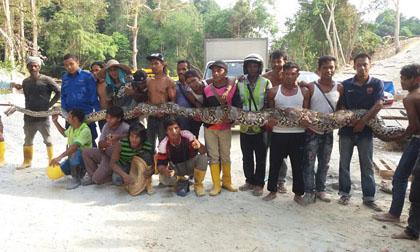 Phát hiện con trăn dài nhất thế giới ở Malaysia