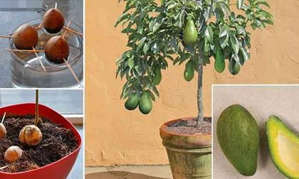 Cách trồng bơ ngay tại nhà từ hạt đảm bảo quả sai trĩu cành