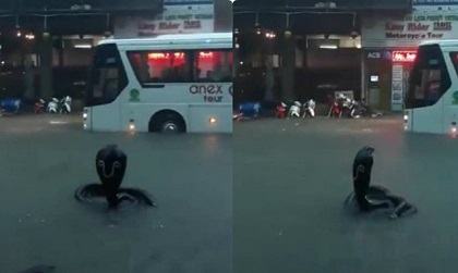 Sự thật về con rắn hổ mang chúa xuất hiện ở Nha Trang gây kinh hãi