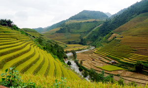 Mù Cang Chải tuyệt đẹp mùa lúa chín!