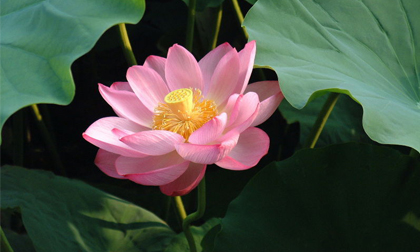 Bốn mùa Hà Nội lung linh qua góc kính độc giả