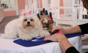 Những động vật có cuộc sống như vua chúa