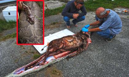 Trăn khổng lồ nuốt chửng một con nai