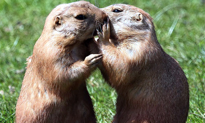 Khi bí mật được bật mí