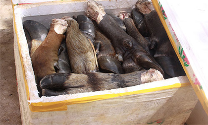 Ớn lạnh thịt thối (Kỳ I)