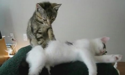 5 video hấp hẫn nhất tuần qua