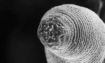 9 loài vật quái dị nhất năm 2011