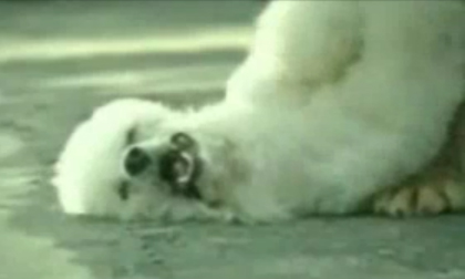 Những tình huống cười ra nước mắt