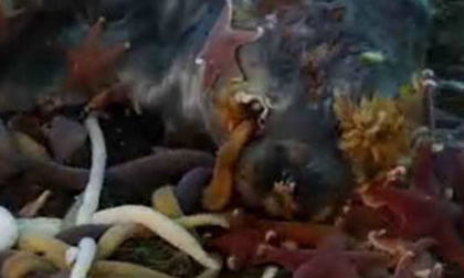 Video: sinh vật dưới đáy biển dọn xác hải cẩu