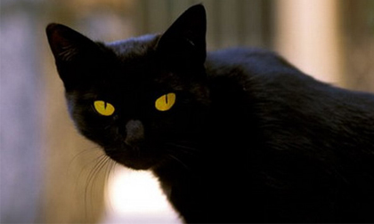 Một chú mèo vừa được thừa kế 279 tỷ đồng