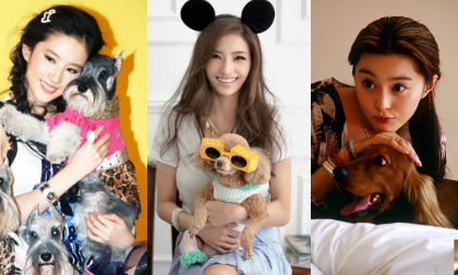 Những chú "cún cưng" của sao Hoa ngữ