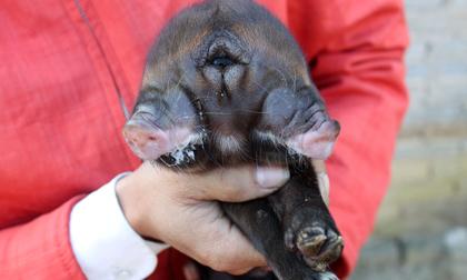 Chú lợn có hai mõm