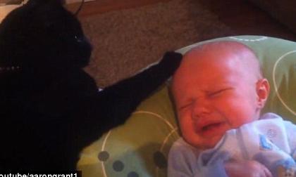 Xôn xao Clip mèo ru em bé ngủ